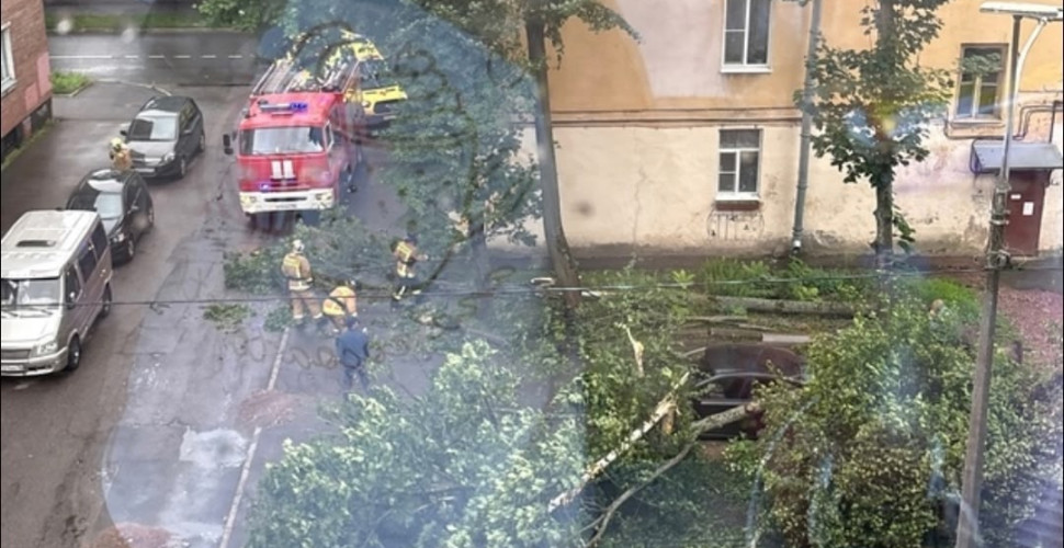 Женщина пострадала из-за падения дерева в Кронштадте