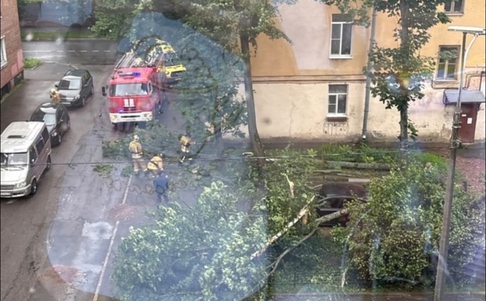 Женщина пострадала из-за падения дерева в Кронштадте